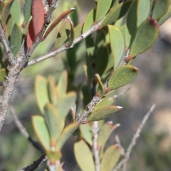 Calothamnus quadrifidus subsp. homalophyllus (Murchison Clawflower) at Hughes, ACT - 27 Apr 2019 by KL