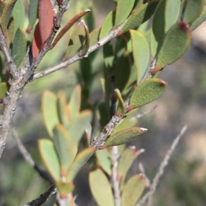 Calothamnus quadrifidus subsp. homalophyllus at Hughes, ACT - 27 Apr 2019