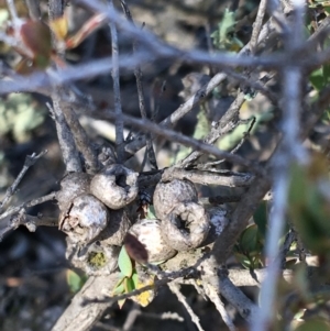 Calothamnus quadrifidus subsp. homalophyllus at Hughes, ACT - 27 Apr 2019