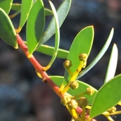 Acacia buxifolia subsp. buxifolia (Box-leaf Wattle) at Hughes Grassy Woodland - 27 Apr 2019 by KL