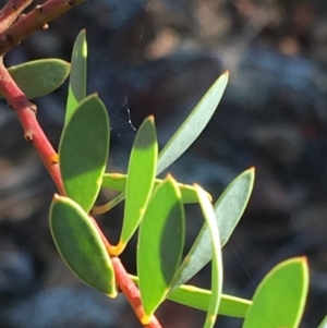 Acacia buxifolia subsp. buxifolia at Hughes, ACT - 27 Apr 2019 11:30 AM