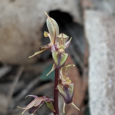 Acianthus exsertus (Large Mosquito Orchid) at Black Mountain - 27 Apr 2019 by MattM