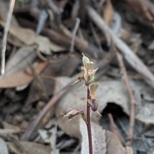 Acianthus exsertus at Hackett, ACT - 27 Apr 2019