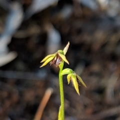 Corunastylis clivicola (Rufous midge orchid) at Hackett, ACT - 27 Apr 2019 by MattM