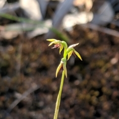 Corunastylis clivicola at Hackett, ACT - suppressed