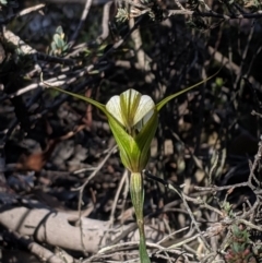 Diplodium ampliatum (Large Autumn Greenhood) at Point 5815 - 27 Apr 2019 by MattM