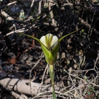 Diplodium ampliatum (Large Autumn Greenhood) at Bruce, ACT - 27 Apr 2019 by MattM