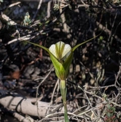 Diplodium ampliatum (Large autumn greenhood) at Hackett, ACT - 27 Apr 2019 by MattM