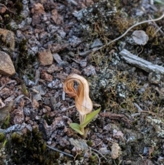 Diplodium truncatum (Little Dumpies, Brittle Greenhood) at Black Mountain - 27 Apr 2019 by MattM