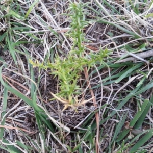 Ulex europaeus at Watson, ACT - 12 Apr 2019