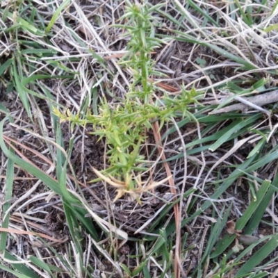 Ulex europaeus (Gorse) at The Fair, Watson - 12 Apr 2019 by waltraud