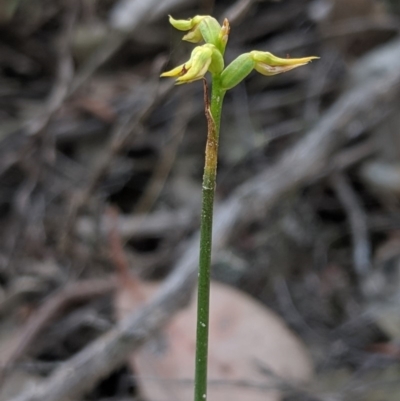 Corunastylis cornuta (Horned Midge Orchid) at Hackett, ACT - 27 Apr 2019 by MattM