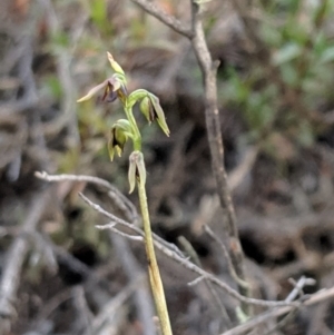 Corunastylis clivicola at Hackett, ACT - 27 Apr 2019