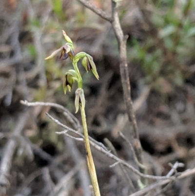 Corunastylis clivicola (Rufous midge orchid) at Black Mountain - 27 Apr 2019 by MattM