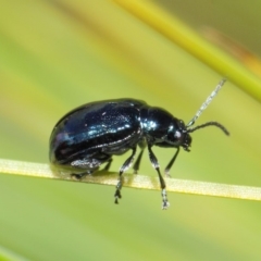 Altica sp. (genus) (Flea beetle) at ANBG - 24 Apr 2019 by TimL