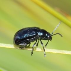 Altica sp. (genus) (Flea beetle) at Acton, ACT - 24 Apr 2019 by TimL