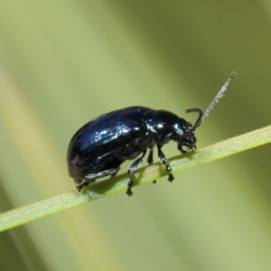 Altica sp. (genus) at Acton, ACT - 24 Apr 2019 11:45 AM