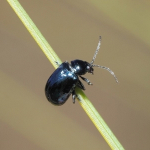 Altica sp. (genus) at Acton, ACT - 24 Apr 2019 11:45 AM