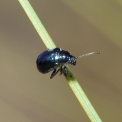 Altica sp. (genus) at Acton, ACT - 24 Apr 2019 11:45 AM