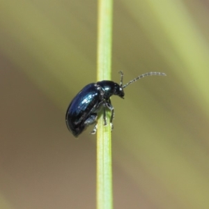 Altica sp. (genus) at Acton, ACT - 24 Apr 2019 11:45 AM