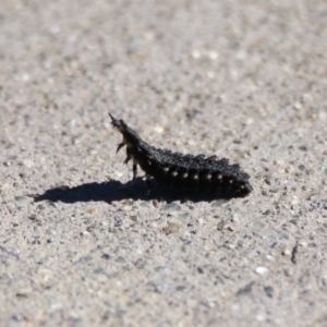 Porrostoma sp. (genus) at Fyshwick, ACT - 26 Apr 2019 11:51 AM