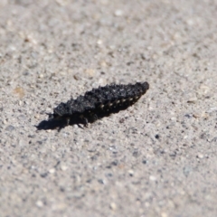 Porrostoma sp. (genus) at Fyshwick, ACT - 26 Apr 2019 11:51 AM