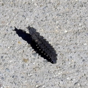 Porrostoma sp. (genus) at Fyshwick, ACT - 26 Apr 2019 11:51 AM