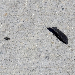 Porrostoma sp. (genus) at Fyshwick, ACT - 26 Apr 2019 11:51 AM