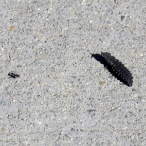 Porrostoma sp. (genus) at Fyshwick, ACT - 26 Apr 2019 11:51 AM