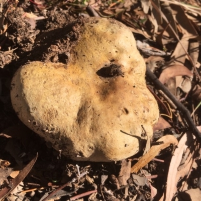 Unidentified Other cap, gills below, no stem at Griffith, ACT - 26 Apr 2019 by AlexKirk