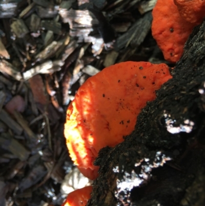 Trametes coccinea (Scarlet Bracket) at Hughes, ACT - 27 Apr 2019 by KL