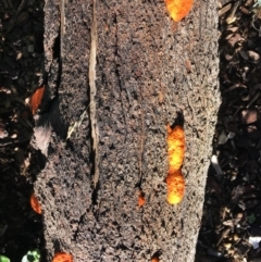 Trametes coccinea at Hughes, ACT - 27 Apr 2019 03:38 PM