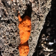 Trametes coccinea at Hughes, ACT - 27 Apr 2019 03:38 PM