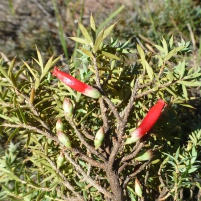 Astroloma humifusum (Cranberry Heath) at Mount Taylor - 26 Apr 2019 by RWPurdie