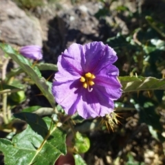 Solanum cinereum (Narrawa Burr) at Mount Taylor - 26 Apr 2019 by RWPurdie
