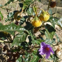 Solanum cinereum at Tuggeranong DC, ACT - 27 Apr 2019