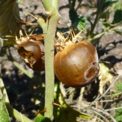 Solanum cinereum at Tuggeranong DC, ACT - 27 Apr 2019