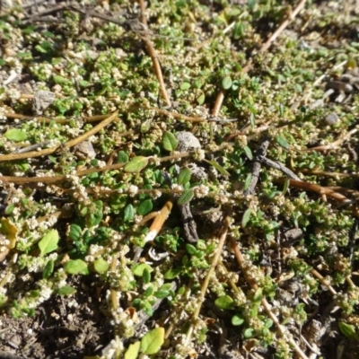 Dysphania pumilio (Small Crumbweed) at Tuggeranong DC, ACT - 26 Apr 2019 by RWPurdie