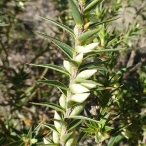 Melichrus urceolatus at Tuggeranong DC, ACT - 27 Apr 2019