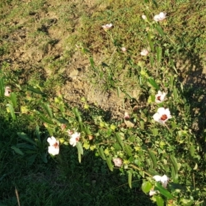 Pavonia hastata at Paddys River, ACT - 27 Apr 2019 04:31 PM