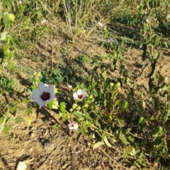 Pavonia hastata at Paddys River, ACT - 27 Apr 2019