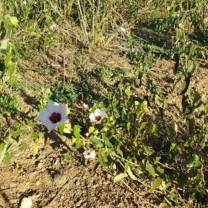 Pavonia hastata at Paddys River, ACT - 27 Apr 2019 04:31 PM