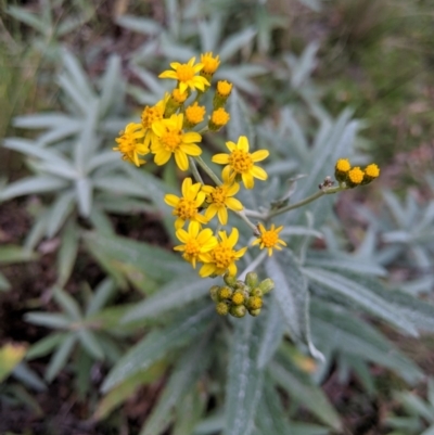 Senecio linearifolius var. arachnoideus (Cobweb Fireweed Groundsel) at Deua National Park (CNM area) - 22 Apr 2019 by MattM