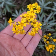 Senecio linearifolius var. arachnoideus at Wyanbene, NSW - 22 Apr 2019 01:59 PM