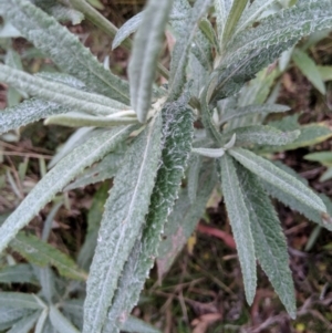 Senecio linearifolius var. arachnoideus at Wyanbene, NSW - 22 Apr 2019 01:59 PM