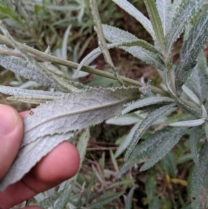 Senecio linearifolius var. arachnoideus at Wyanbene, NSW - 22 Apr 2019 01:59 PM