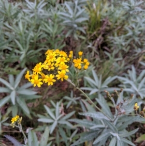 Senecio linearifolius var. arachnoideus at Wyanbene, NSW - 22 Apr 2019 01:59 PM