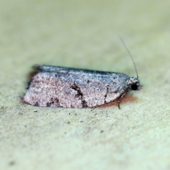 Meritastis pyrosemana (A Tortricid moth) at O'Connor, ACT - 24 Apr 2019 by ibaird