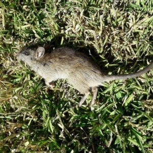 Rattus rattus at Forde, ACT - 27 Apr 2019