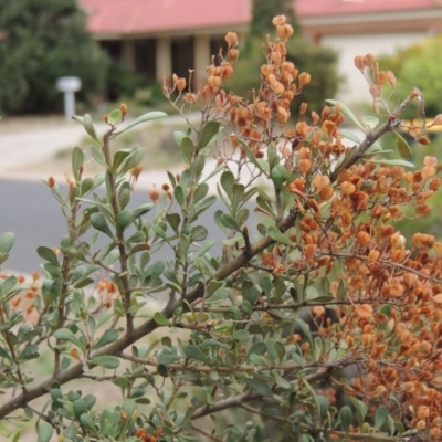 Bursaria spinosa (Native Blackthorn, Sweet Bursaria) at Conder, ACT - 5 Mar 2019 by MichaelBedingfield